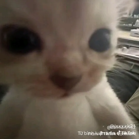 Meow