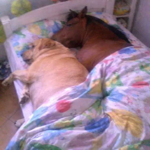 dog and hot