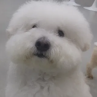 댕댕이