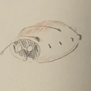 다슬기