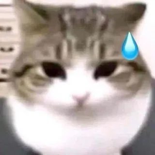 빈다녜