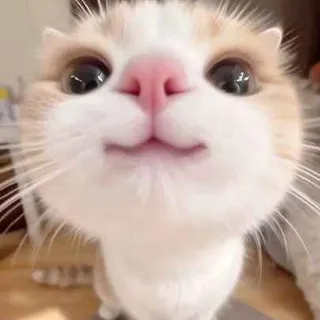 Ảnh hồ sơ