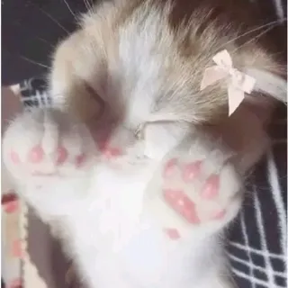 Ảnh hồ sơ