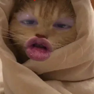 Ảnh hồ sơ