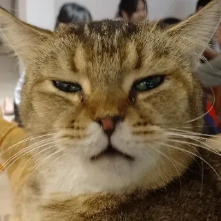 Ảnh hồ sơ