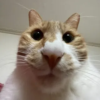Ảnh hồ sơ
