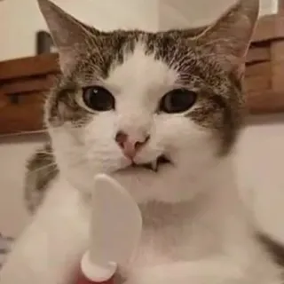 Ảnh hồ sơ