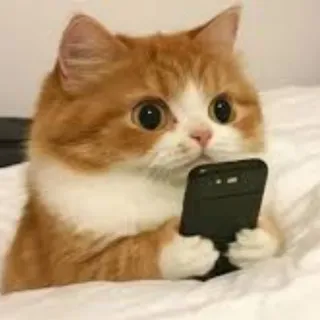 個人檔案圖片