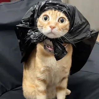 Ảnh hồ sơ
