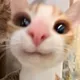 이육이262