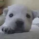 크왁왁왕