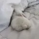 Bunny Bunny 