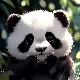 젠젠젠