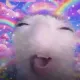 Achuchu dz vl