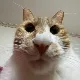 ゼツくろがね