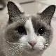 크랭