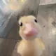 이묘정