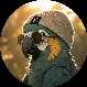 관대한앵무새