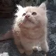 Rinayan<3