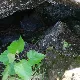 ヒカリゴケミン