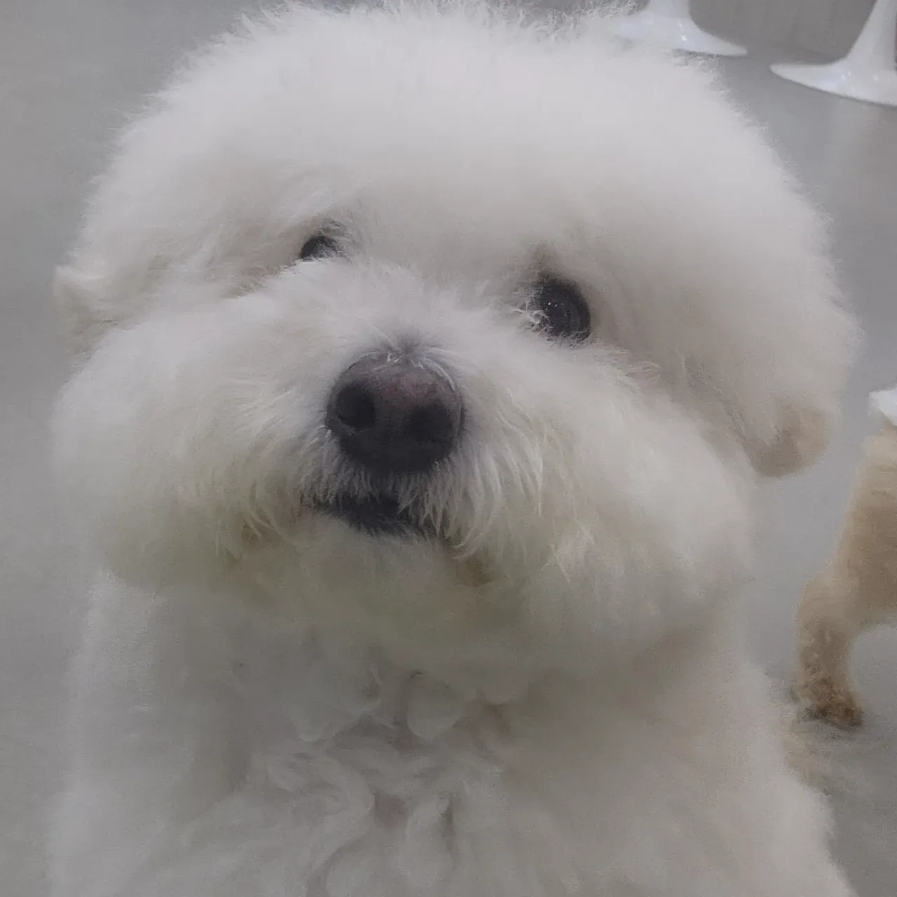 댕댕이 이미지 1
